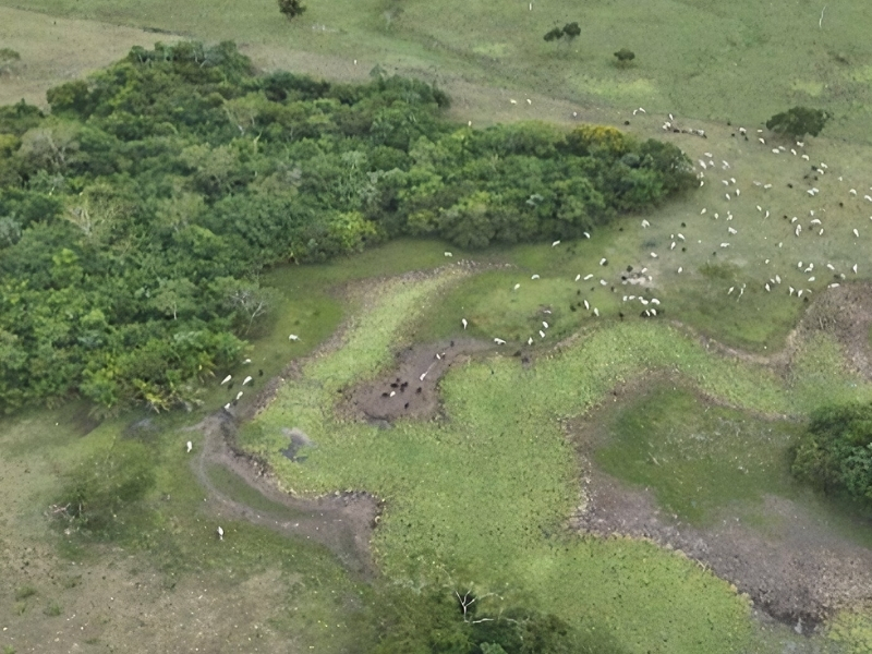 Gado em área de preservação permanente gera degradação ambiental e resulta em instauração de inquérito civil pelo MPMS