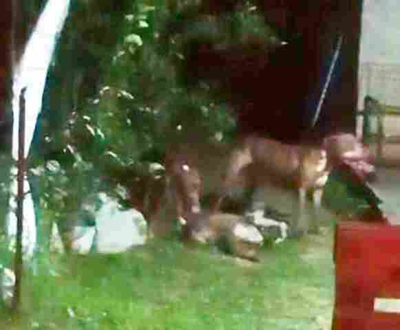 Moradores acionam bombeiros temendo agressividade de c&atilde;es da ra&ccedil;a pitbull soltos pelas ruas em Corumb&aacute; 