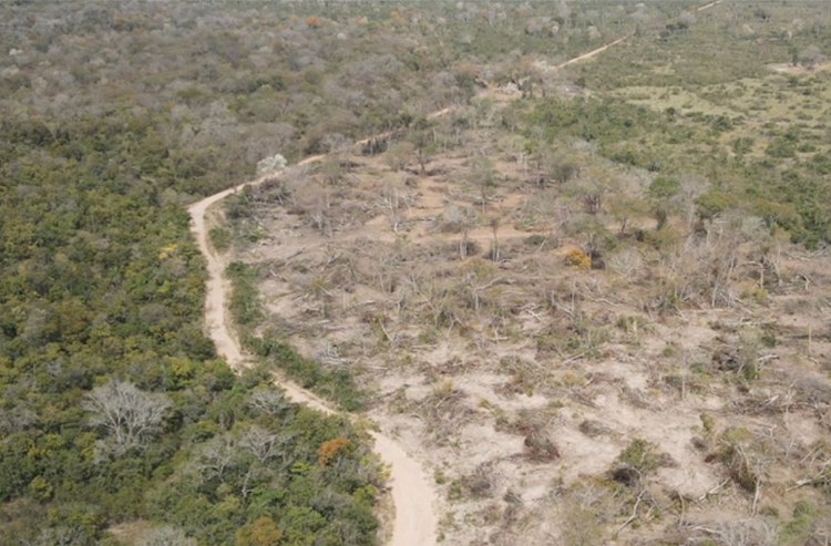 BNDES chega à marca de R$ 20,8 milhões de crédito evitado a proprietários de terras de Mato Grosso do Sul com indícios de desmatamento ilegal