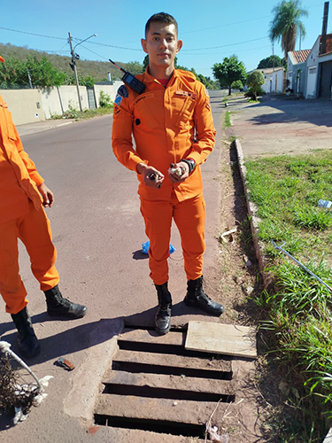 Morador aciona bombeiros ap&oacute;s encontrar pintinhos presos dentro de bueiro em Corumb&aacute;
