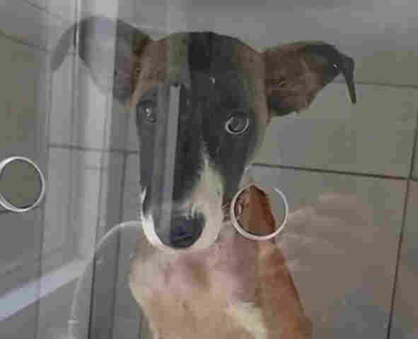 Cachorrinha resgatada pelo Corpo de Bombeiros em Corumb&aacute; se recupera bem e est&aacute; dispon&iacute;vel para ado&ccedil;&atilde;o