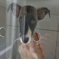 Cachorrinha resgatada pelo Corpo de Bombeiros em Corumb&aacute; se recupera bem e est&aacute; dispon&iacute;vel para ado&ccedil;&atilde;o