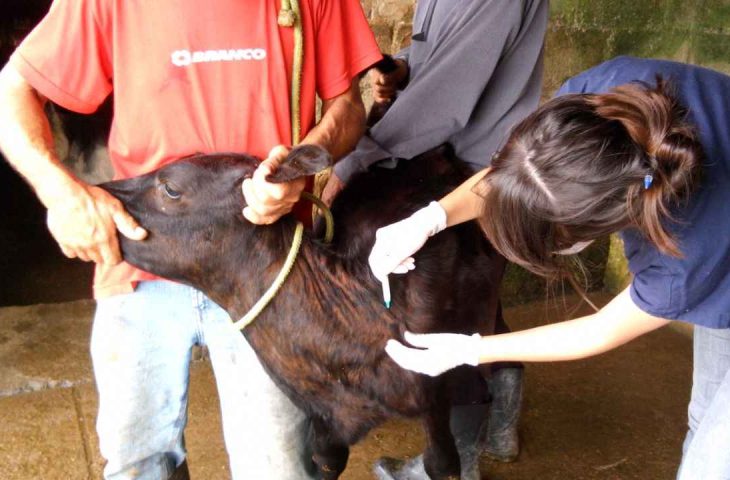 Iagro avisa: prazos para campanha de vacina&ccedil;&atilde;o de bezerras contra brucelose continuam inalterados em MS
