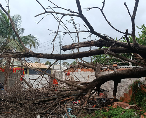 &Aacute;rvore cai sobre resid&ecirc;ncia durante rajadas de vento em Corumb&aacute;