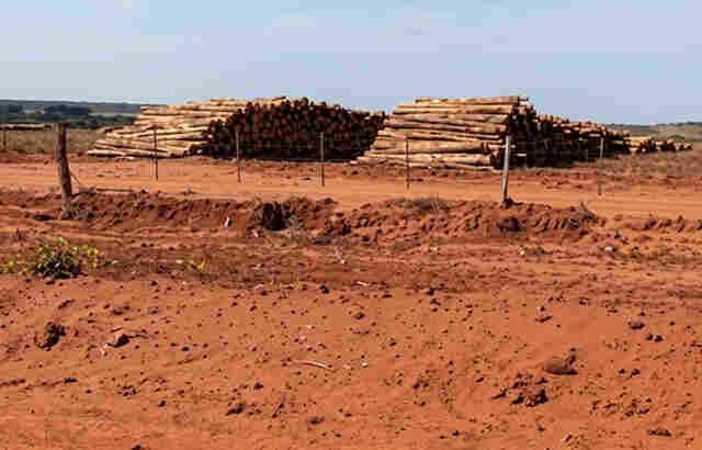 MPMS apura impactos de planta&ccedil;&otilde;es de eucalipto em Tr&ecirc;s Lagoas e demais munic&iacute;pios da regi&atilde;o leste