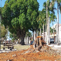 &Aacute;rvore com risco de queda desde 2024 &eacute; removida da Pra&ccedil;a Generoso Ponce por seguran&ccedil;a