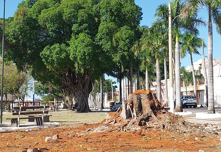 &Aacute;rvore com risco de queda desde 2024 &eacute; removida da Pra&ccedil;a Generoso Ponce por seguran&ccedil;a