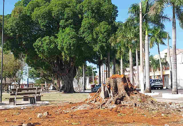 &Aacute;rvore com risco de queda desde 2024 &eacute; removida da Pra&ccedil;a Generoso Ponce por seguran&ccedil;a