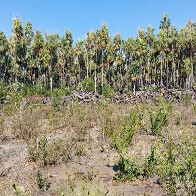 MPMS firma TAC para recupera&ccedil;&atilde;o ambiental de &aacute;rea desmatada irregularmente em Corumb&aacute;