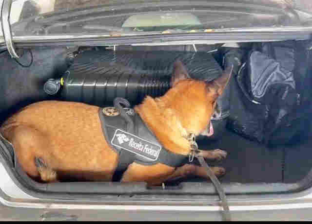 Indiv&iacute;duos abandonam carro com 13 Kg de Skunk durante fiscaliza&ccedil;&atilde;o no Posto Esdras com 13 Kg de Skunk
