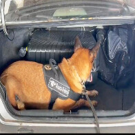 Indiv&iacute;duos abandonam carro com 13 Kg de Skunk durante fiscaliza&ccedil;&atilde;o no Posto Esdras com 13 Kg de Skunk