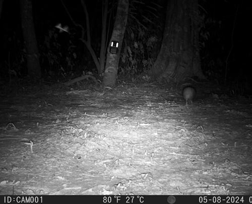  Serra do Amolar &eacute; &lsquo;arca&rsquo; para proteger mais de 200 esp&eacute;cies e abriga registro raro de casal de tatu-bola