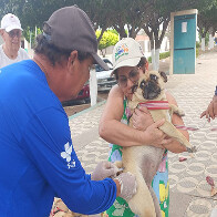 Vacina&ccedil;&atilde;o antirr&aacute;bica de c&atilde;es e gatos come&ccedil;a neste s&aacute;bado com atendimento casa a casa
