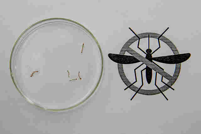 Corumb&aacute; intensifica bloqueio vetorial e a&ccedil;&otilde;es preventivas contra a chikungunya