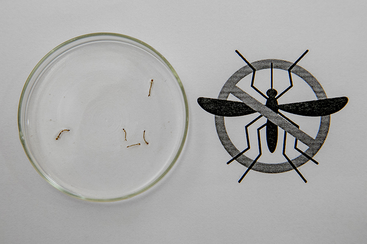Corumbá intensifica bloqueio vetorial e ações preventivas contra a chikungunya