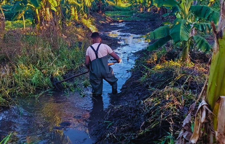 Macac&otilde;es de prote&ccedil;&atilde;o usados na coleta de iscas no Pantanal ganham novo uso em ro&ccedil;a quilombola