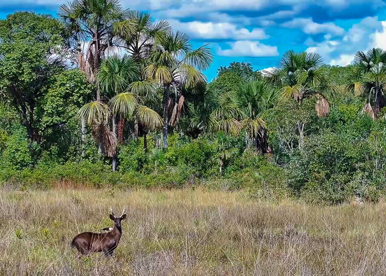 On&ccedil;afari registra os primeiros casos de melanismo em cervos-do-pantanal no Pantanal e no Cerrado