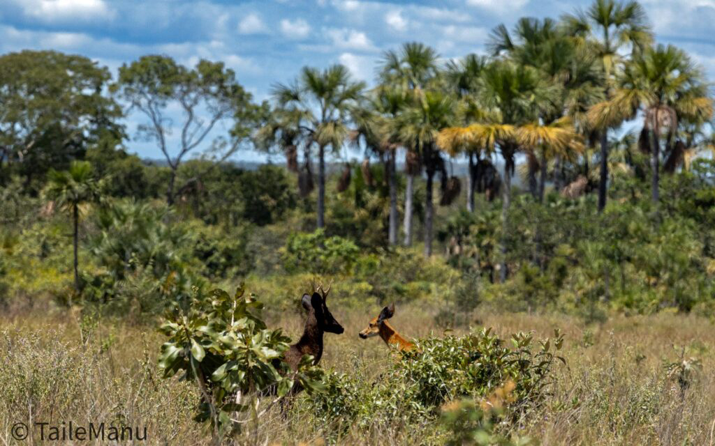 On&ccedil;afari registra os primeiros casos de melanismo em cervos-do-pantanal no Pantanal e no Cerrado