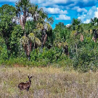 On&ccedil;afari registra os primeiros casos de melanismo em cervos-do-pantanal no Pantanal e no Cerrado