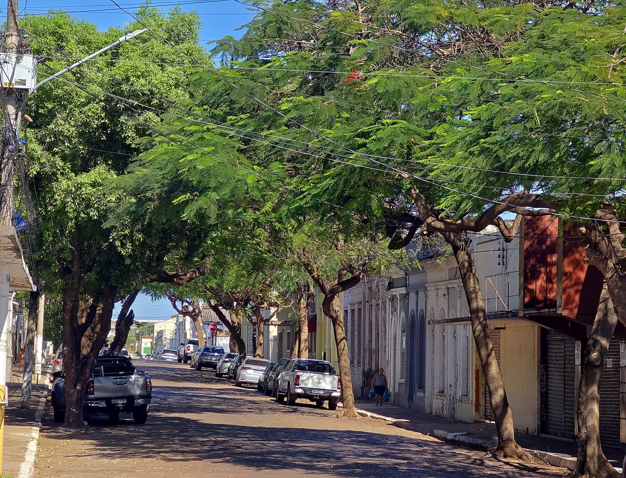 Hanna prop&otilde;e implanta&ccedil;&atilde;o do projeto "Nasce uma crian&ccedil;a, planta-se uma &Aacute;rvore"
