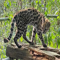 Nova esp&eacute;cie de felino &eacute; identificada em florestas da Bol&iacute;via 