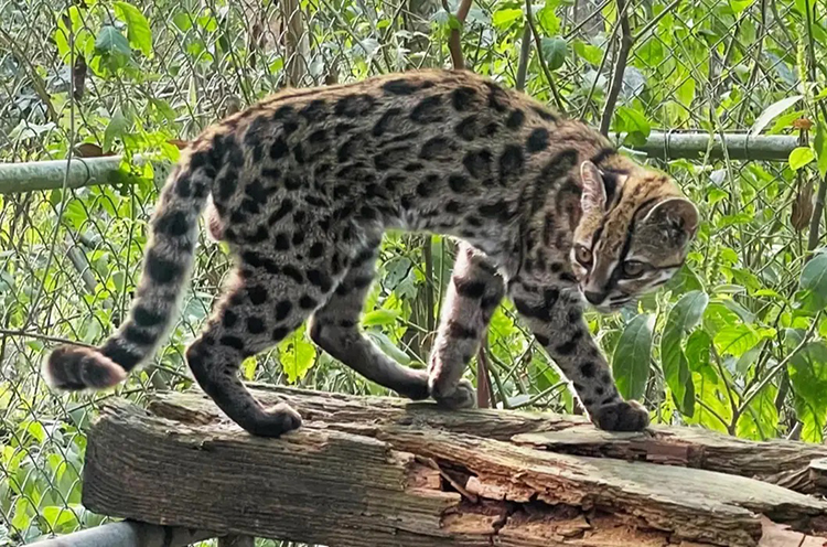 Nova espécie de felino é identificada em florestas da Bolívia