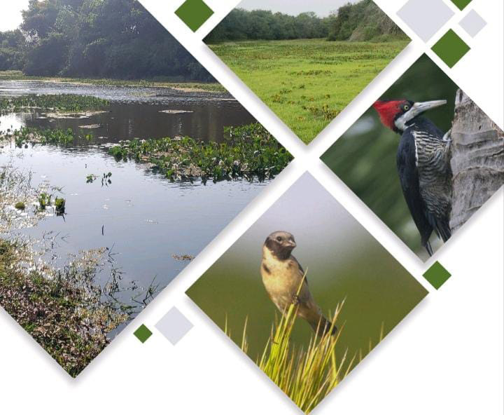 Edital de Divulgação: RIMA da Fazenda Anacã do Corixão II, localizada em Corumbá, está disponível para consulta.