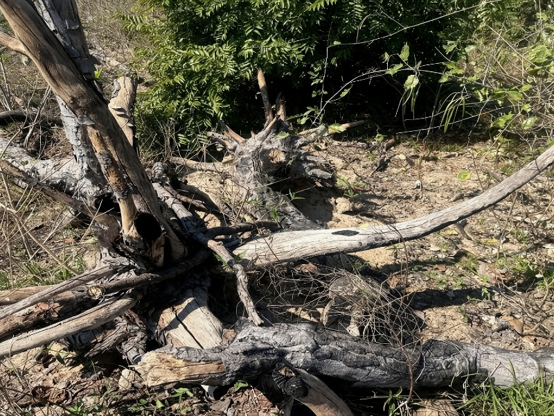 MPMS investiga desmatamento de mais de 750 hectares no Pantanal de Corumbá
