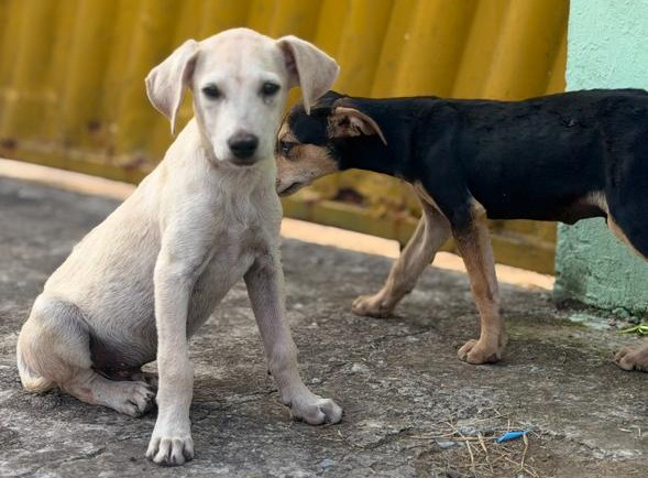 Pol&iacute;cia Civil autua homem por maus-tratos e resgata filhotes de c&atilde;es em Corumb&aacute;